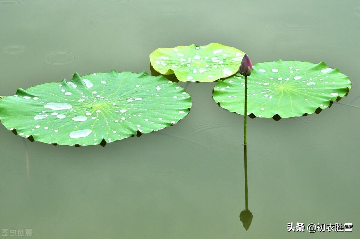 雨露经典诗词有哪些（仲夏荷叶雨露七首诗词）