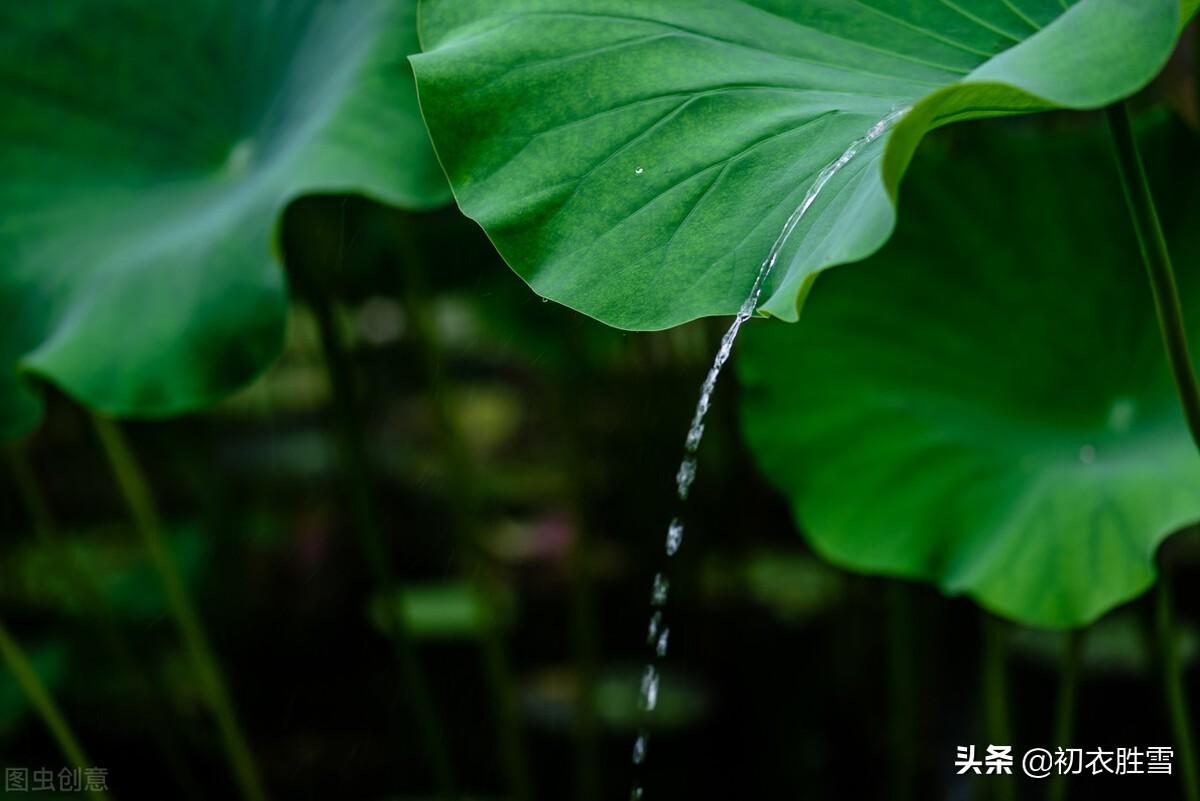 雨露经典诗词有哪些（仲夏荷叶雨露七首诗词）