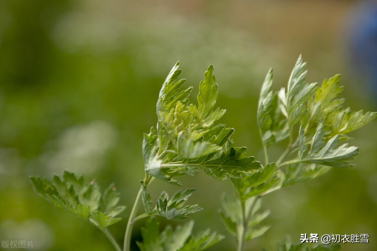 艾草经典诗词有哪些（端午艾草诗词八首）