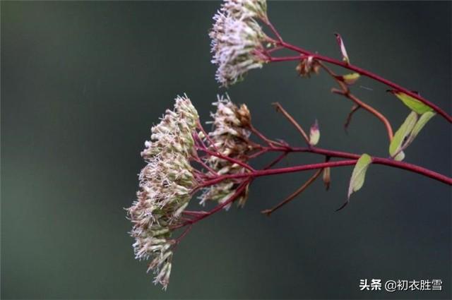 描写兰花的经典诗句（端午节浴兰诗词六首）