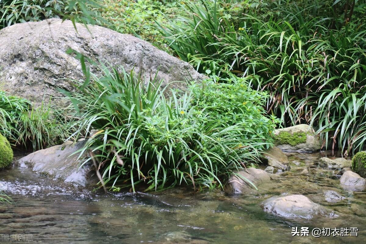 赞美端午节经典诗词（端午节菖蒲诗词六首）