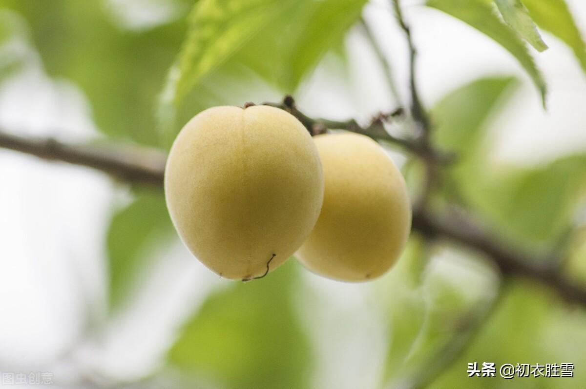 梅雨经典诗词鉴赏（梅雨经典诗词五首）