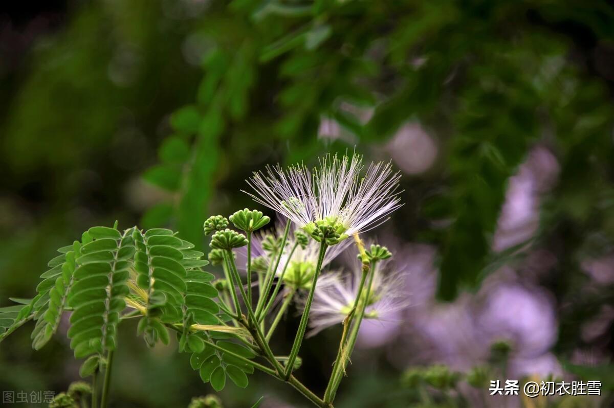 合欢花经典诗词有哪些（七首合欢花古诗赏析）