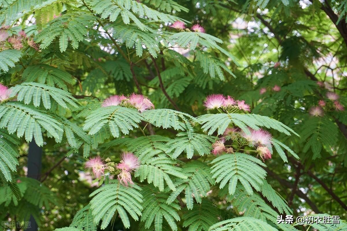 合欢花经典诗词有哪些（七首合欢花古诗赏析）