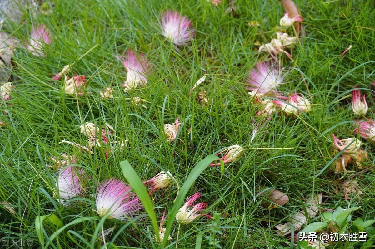 合欢花经典诗词有哪些（七首合欢花古诗赏析）