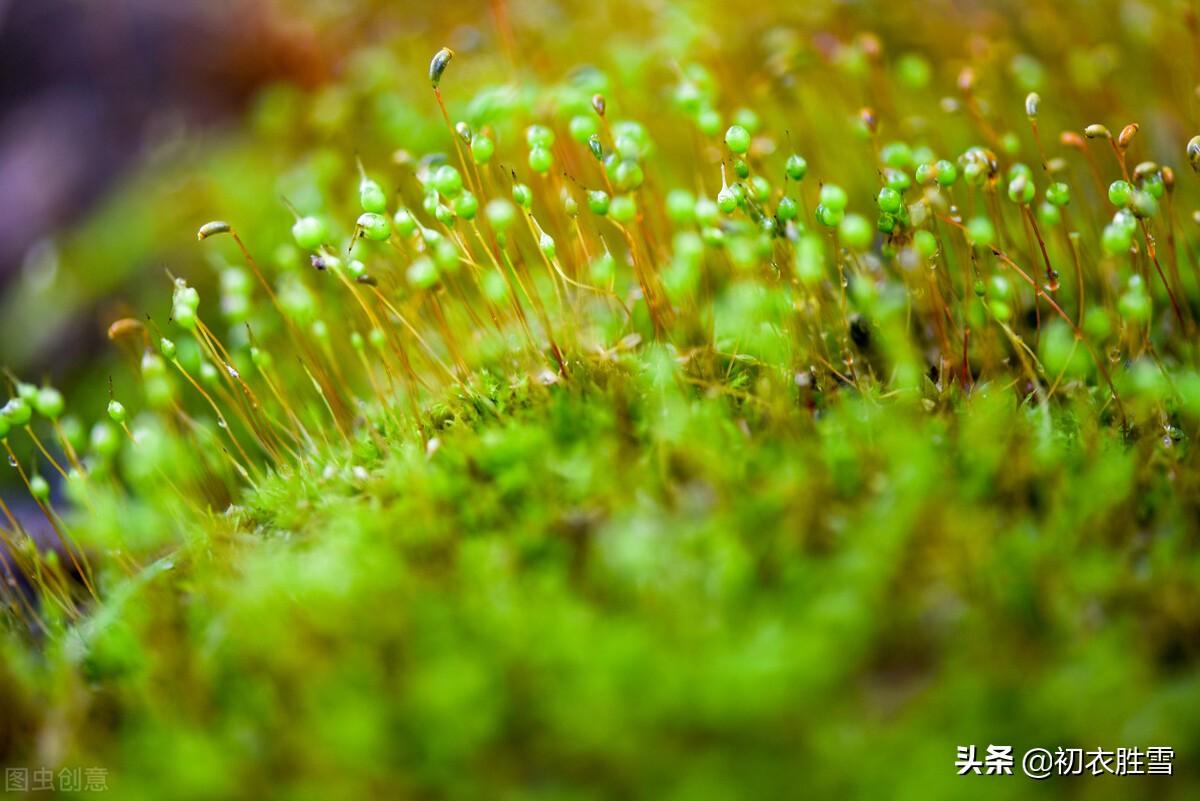 小满节气6首古诗推荐（盛夏靡草死，薰风送麦秋）