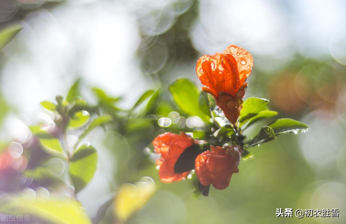 石榴花经典诗词大全（唐诗石榴花酒五首）