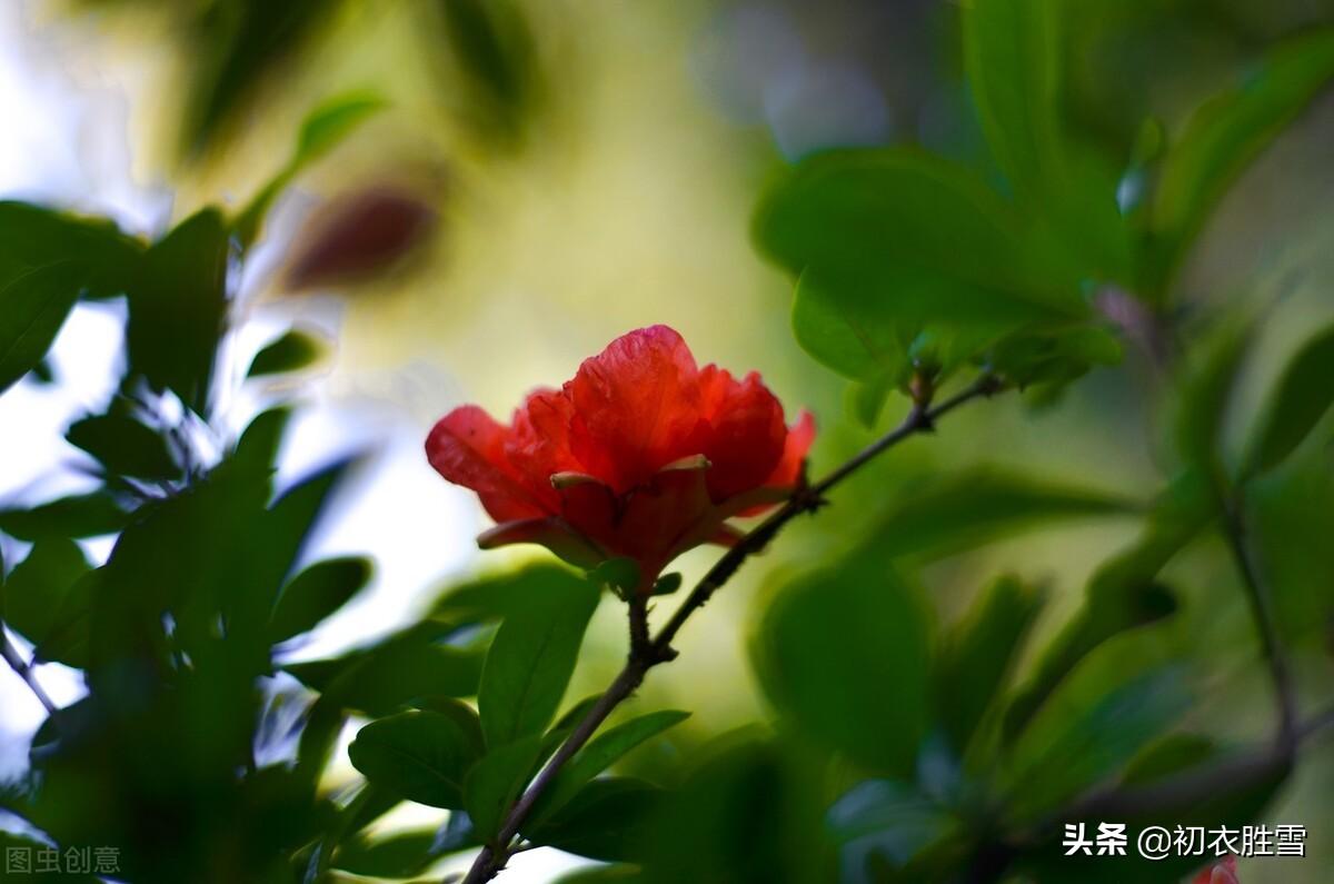 石榴花经典诗词大全（唐诗石榴花酒五首）