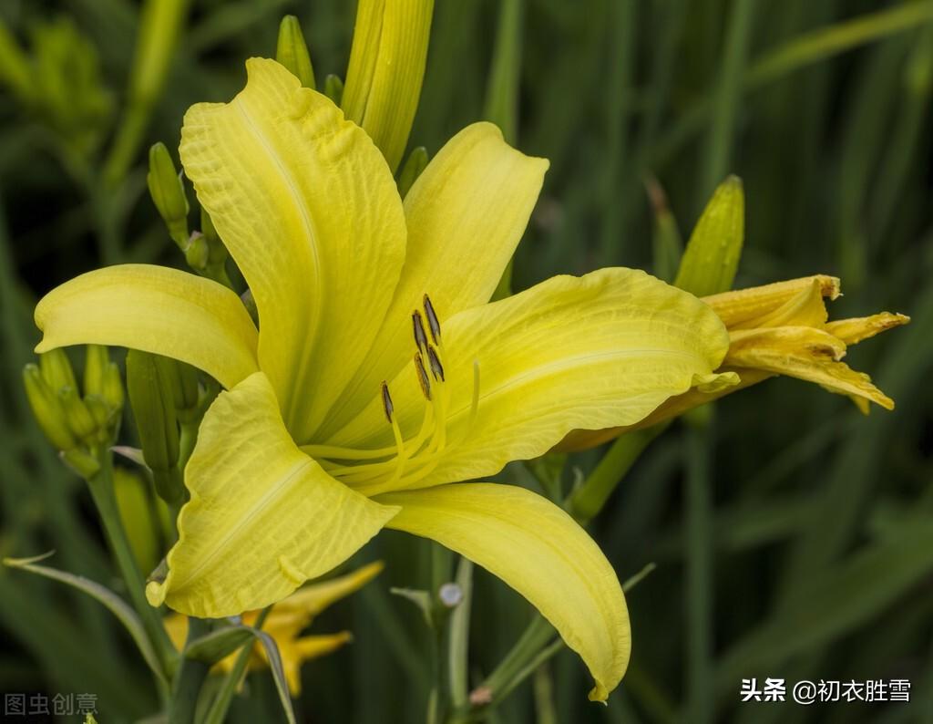 萱草经典诗词有哪些（夏花萱草七首古诗）