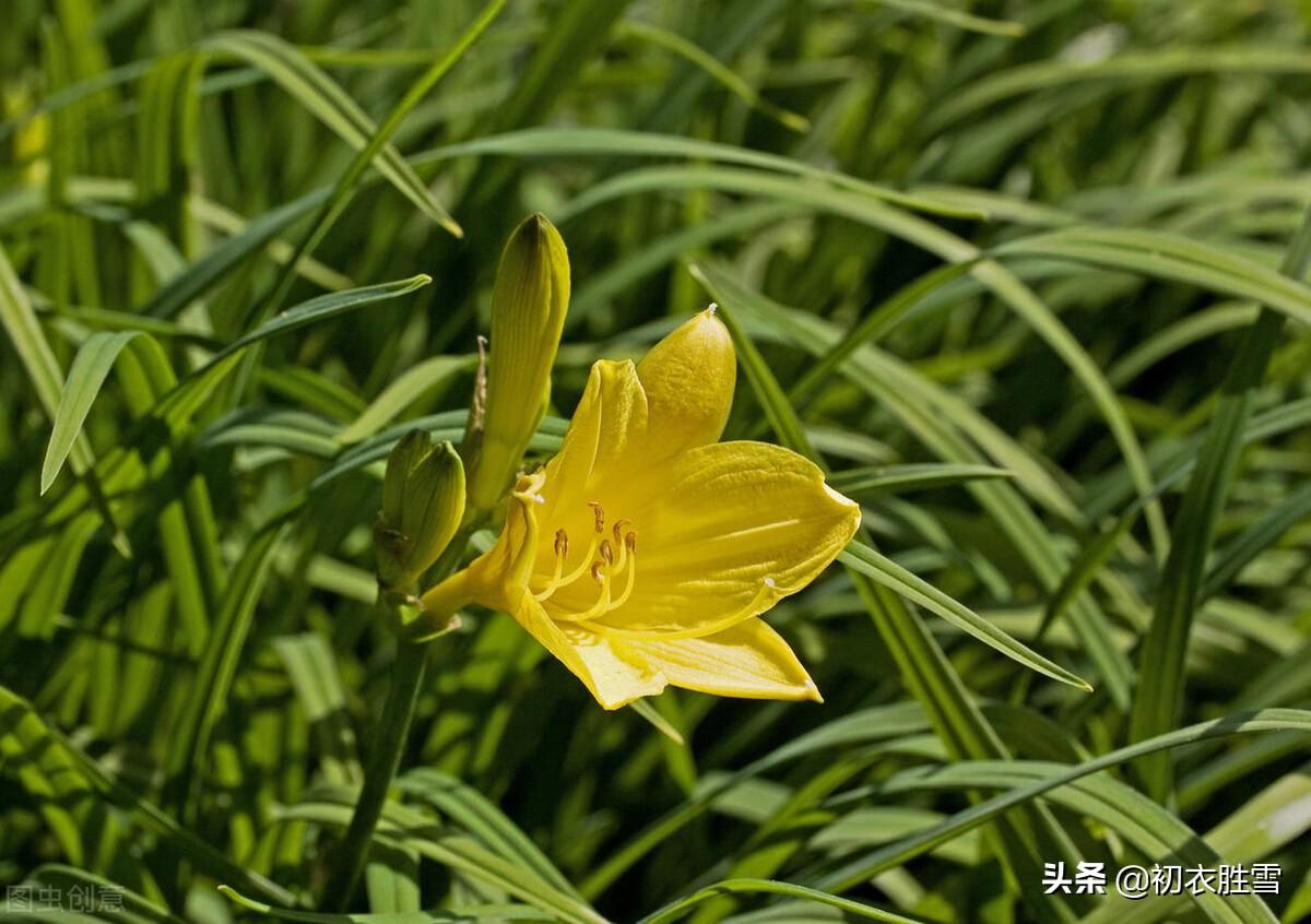 母亲节母亲花六首古诗（咏萱草花的古诗词）