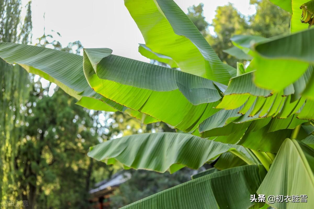 芭蕉经典诗词有哪些（五月芭蕉9首赏读）