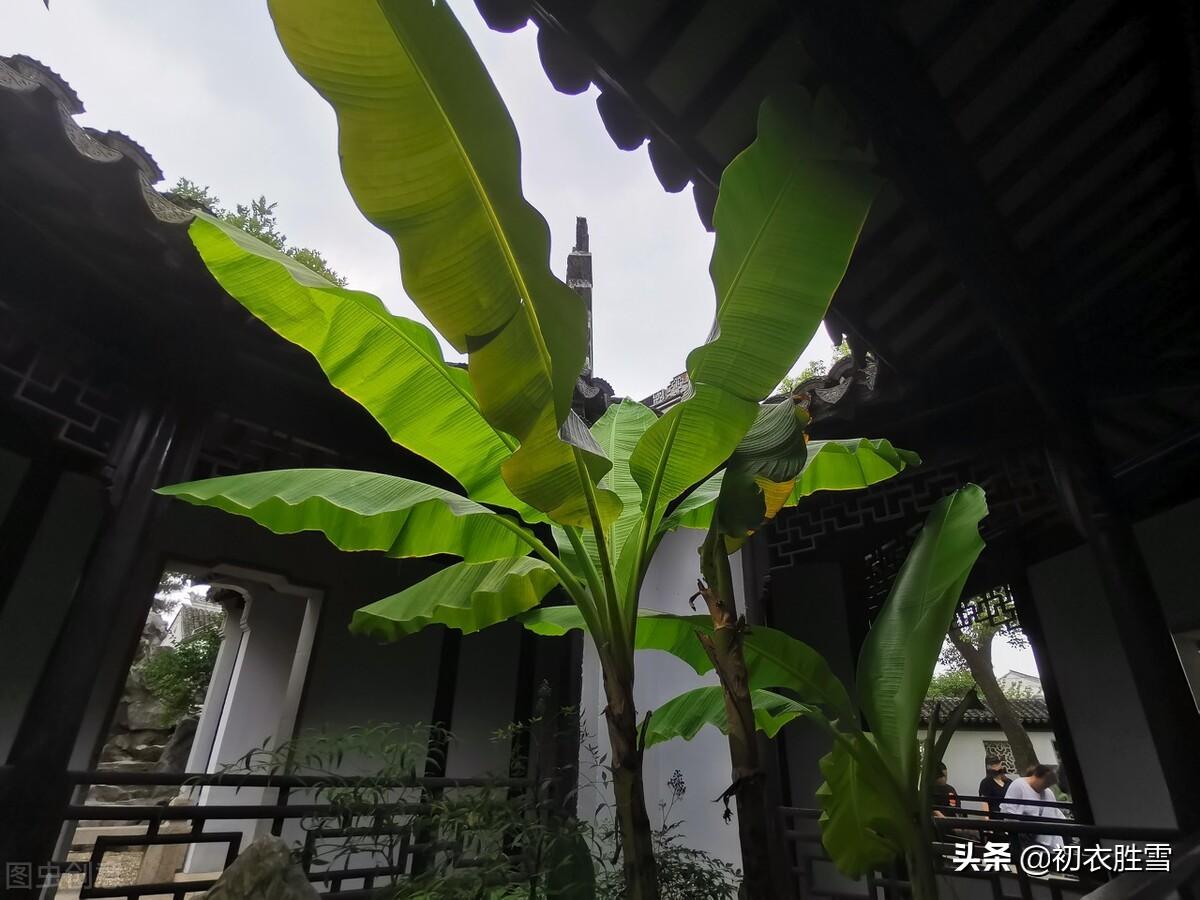 芭蕉经典诗词有哪些（五月芭蕉9首赏读）