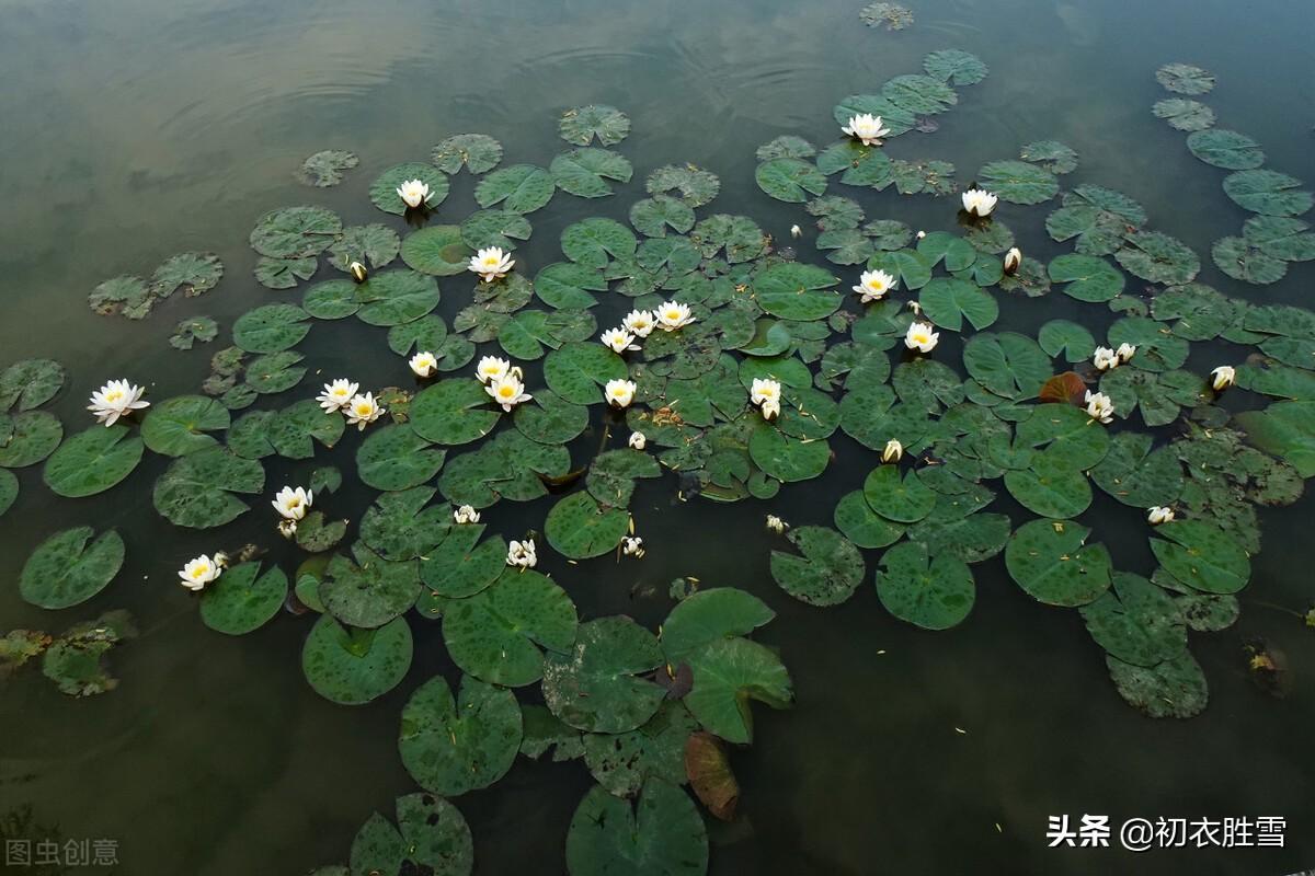 荷叶经典诗词大全（初夏清新荷叶诗五首）