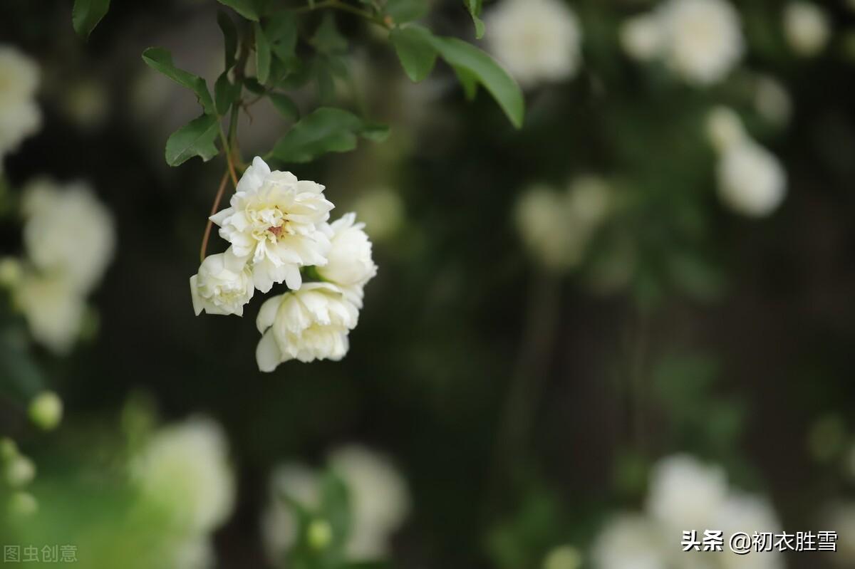 赏荼蘼夜雪，品荼蘼芬芳（晚春荼蘼七首古诗赏析）