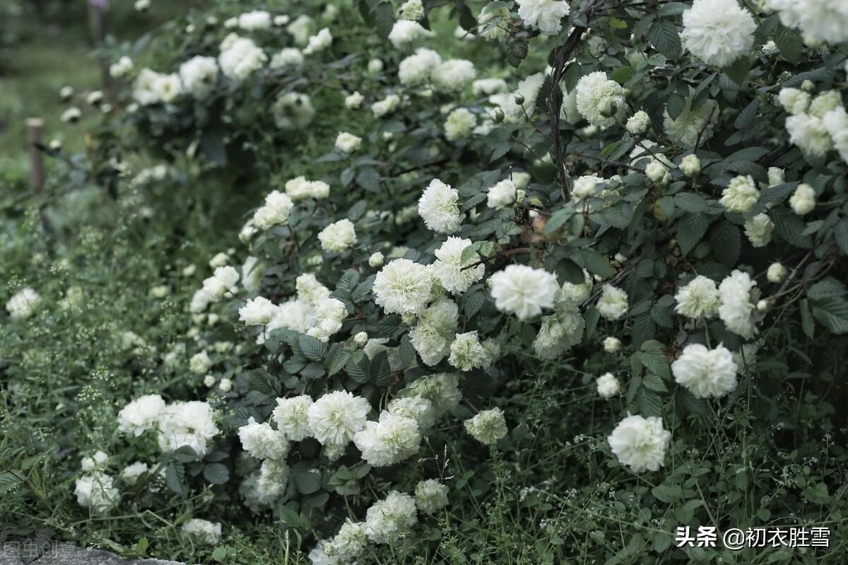 赏荼蘼夜雪，品荼蘼芬芳（晚春荼蘼七首古诗赏析）