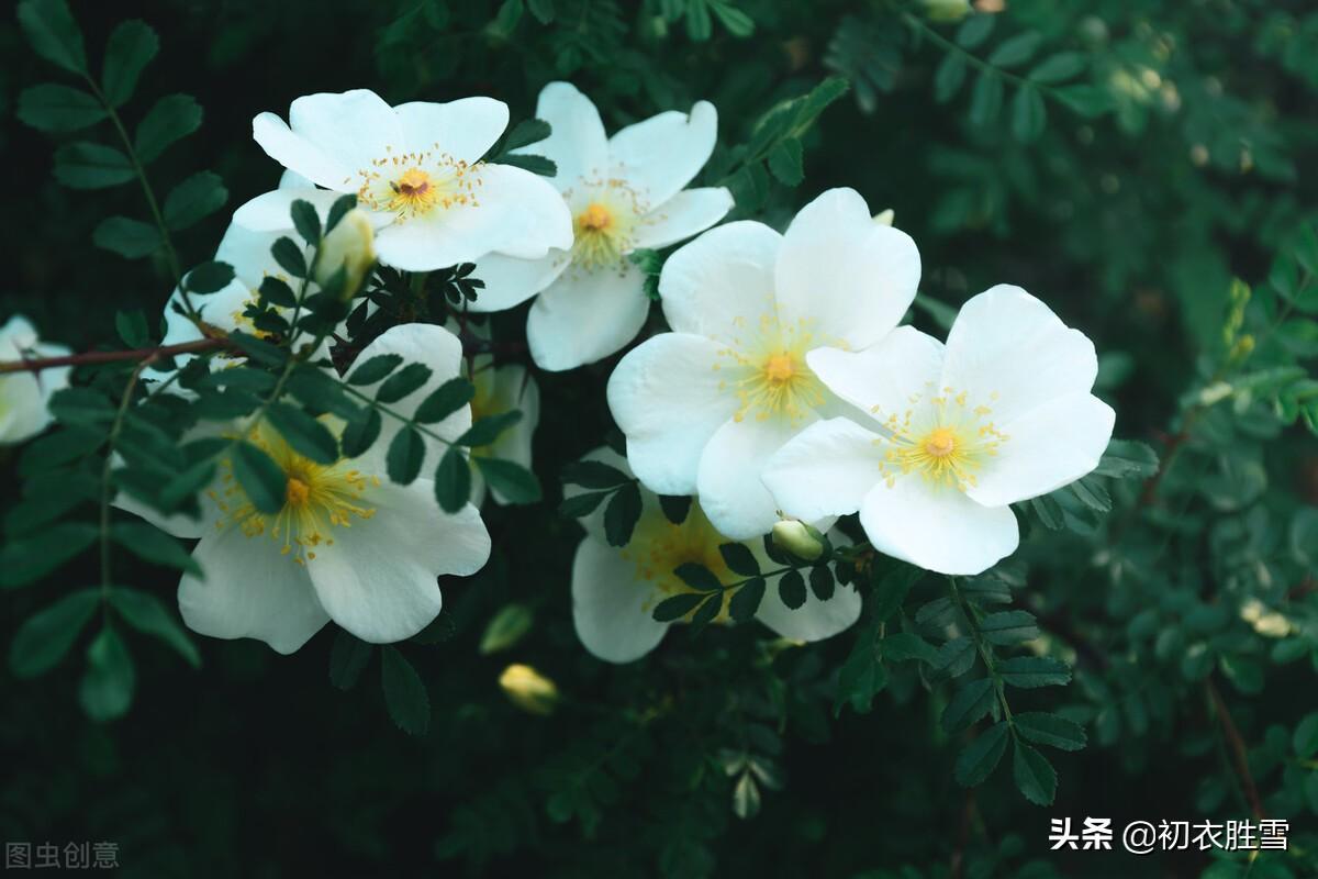 赏荼蘼夜雪，品荼蘼芬芳（晚春荼蘼七首古诗赏析）