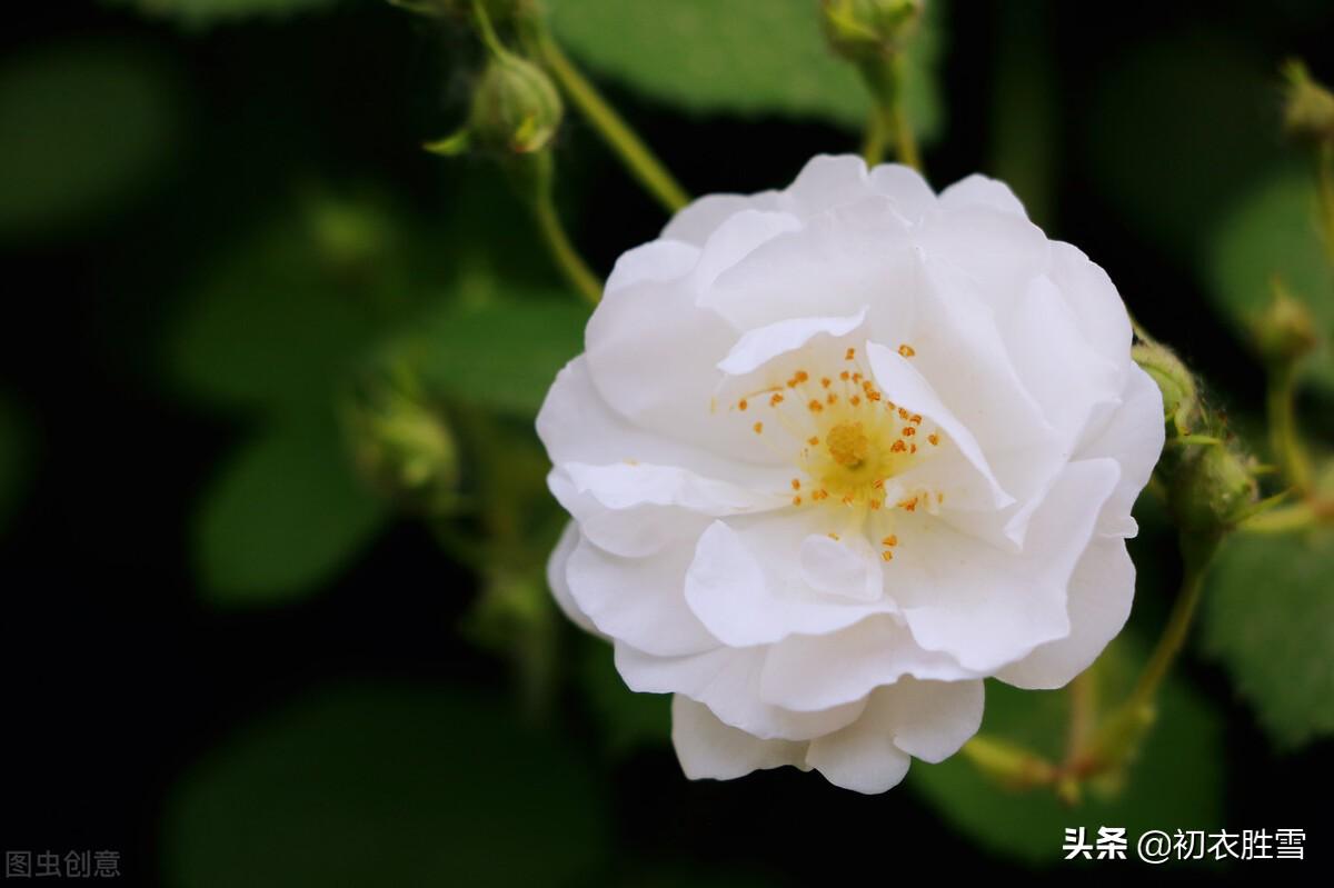 赏荼蘼夜雪，品荼蘼芬芳（晚春荼蘼七首古诗赏析）