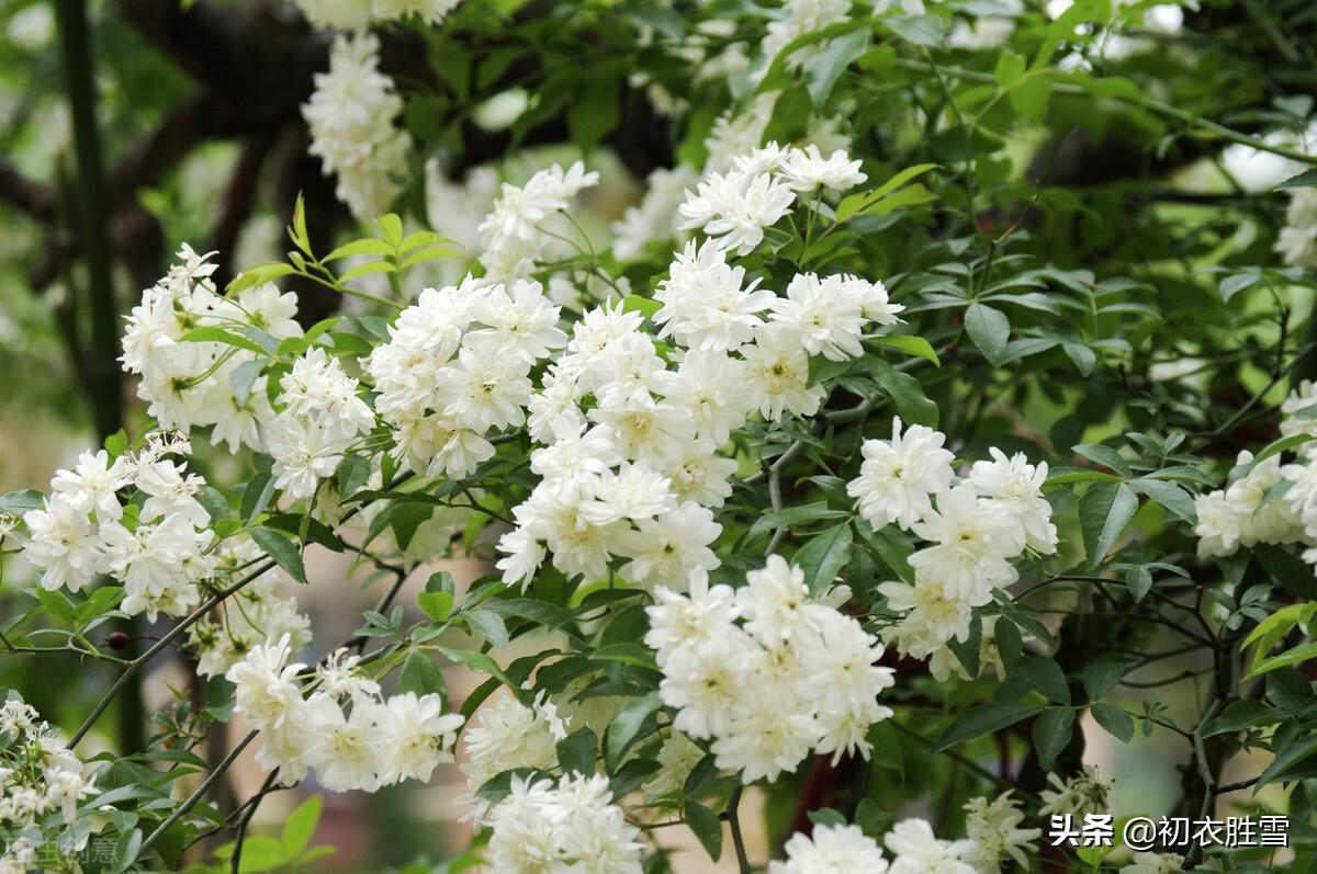 赏荼蘼夜雪，品荼蘼芬芳（晚春荼蘼七首古诗赏析）