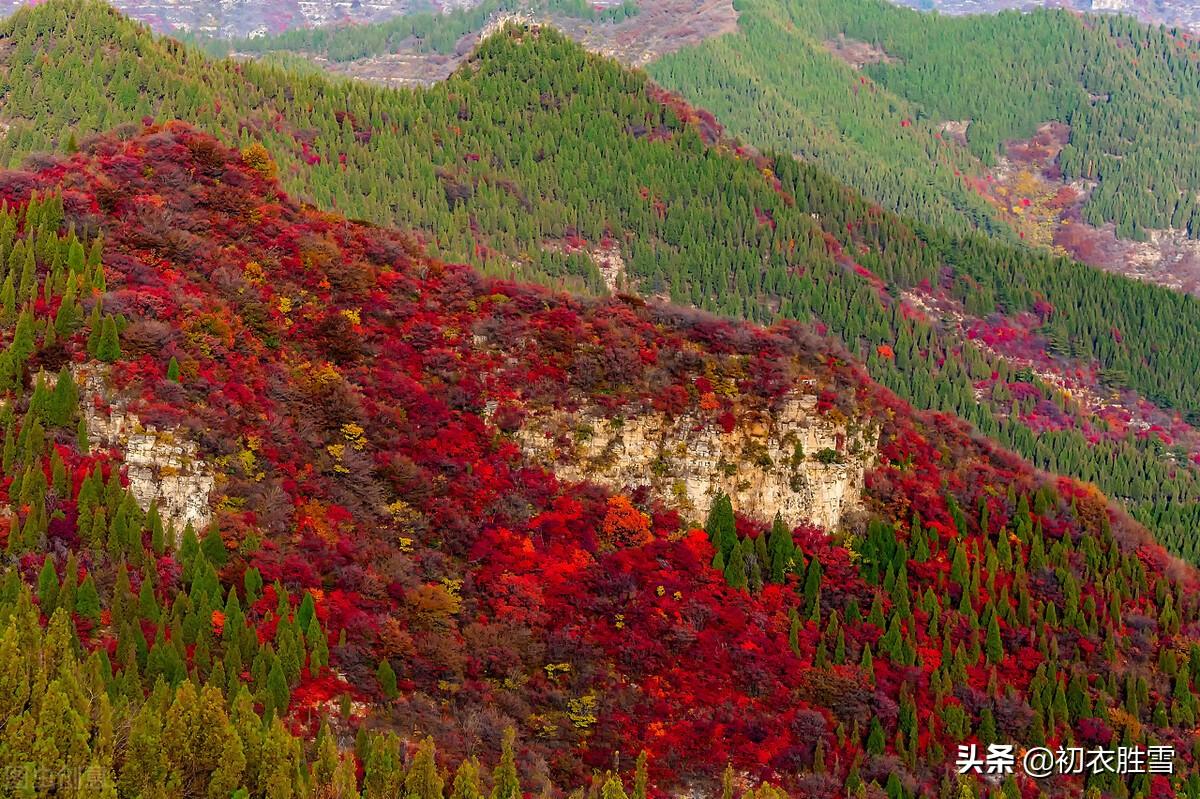 杜鹃花经典诗词名句（辛弃疾杜鹃花两首赏析）