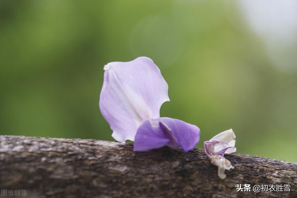 紫藤经典古诗七首推荐（绶花空结紫藤高，紫藤花落午微风）