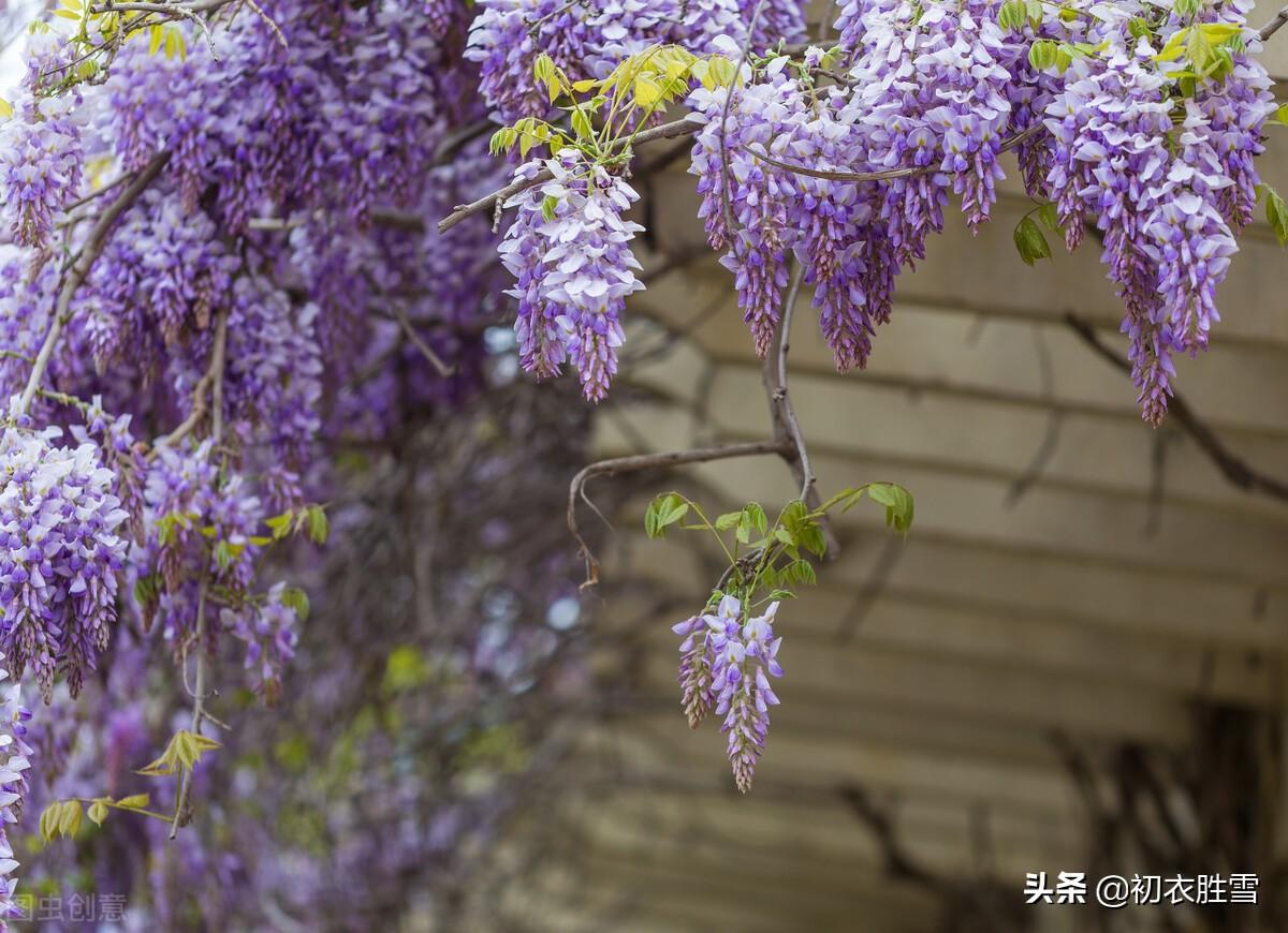 紫藤经典古诗七首推荐（绶花空结紫藤高，紫藤花落午微风）