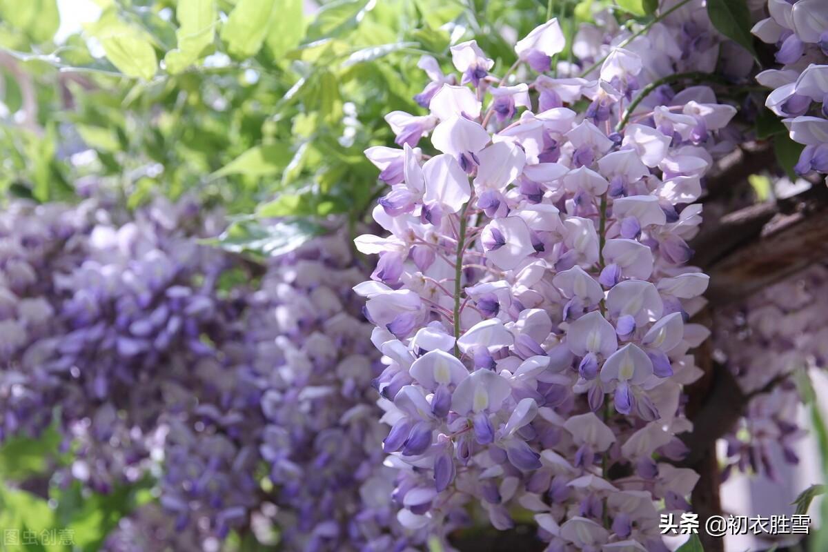 紫藤经典古诗七首推荐（绶花空结紫藤高，紫藤花落午微风）