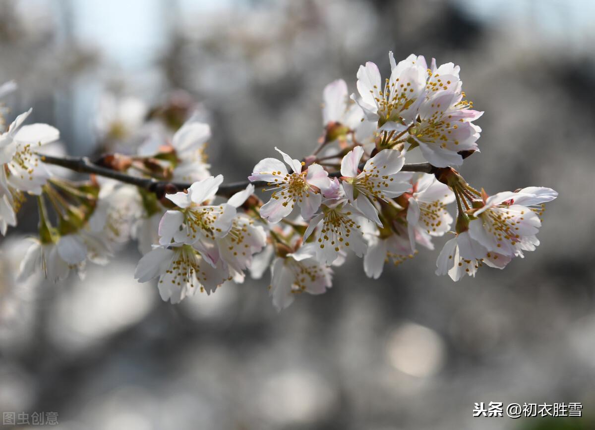 樱桃花唯美古诗大全（樱桃花古诗词6首）