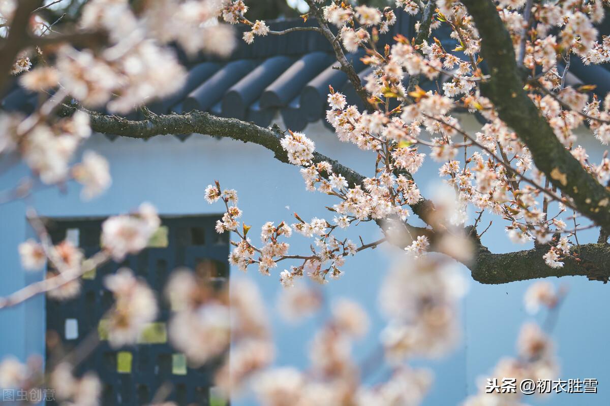 樱桃花唯美古诗大全（樱桃花古诗词6首）