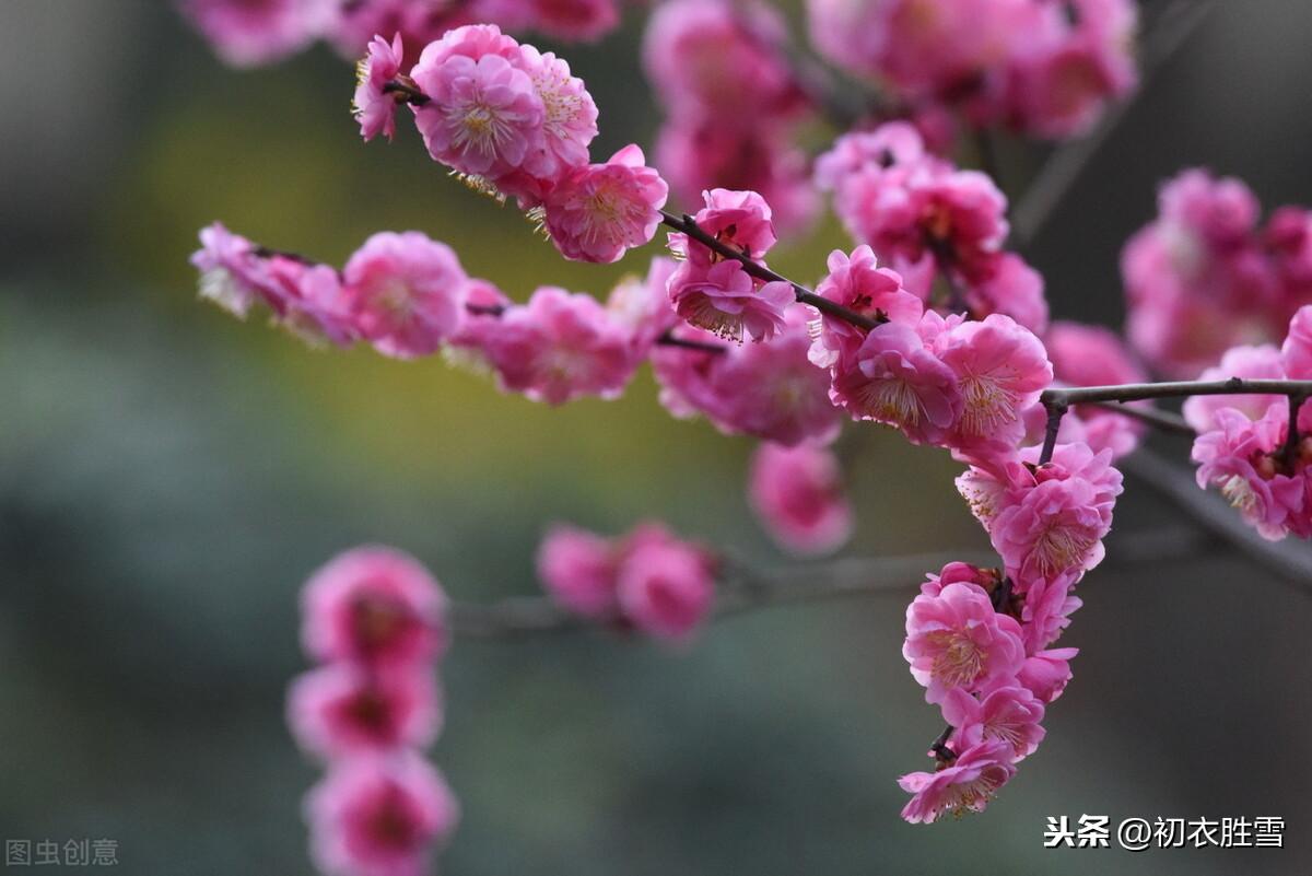 落梅唯美古诗大全（山树落梅花，行歌伴落梅）