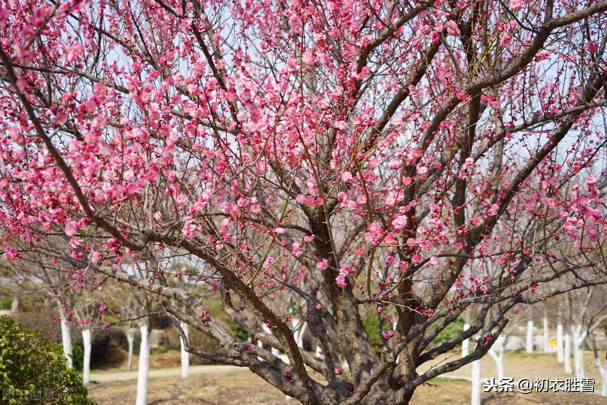 落梅唯美古诗大全（山树落梅花，行歌伴落梅）