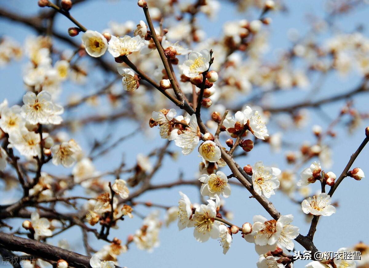 落梅唯美古诗大全（山树落梅花，行歌伴落梅）