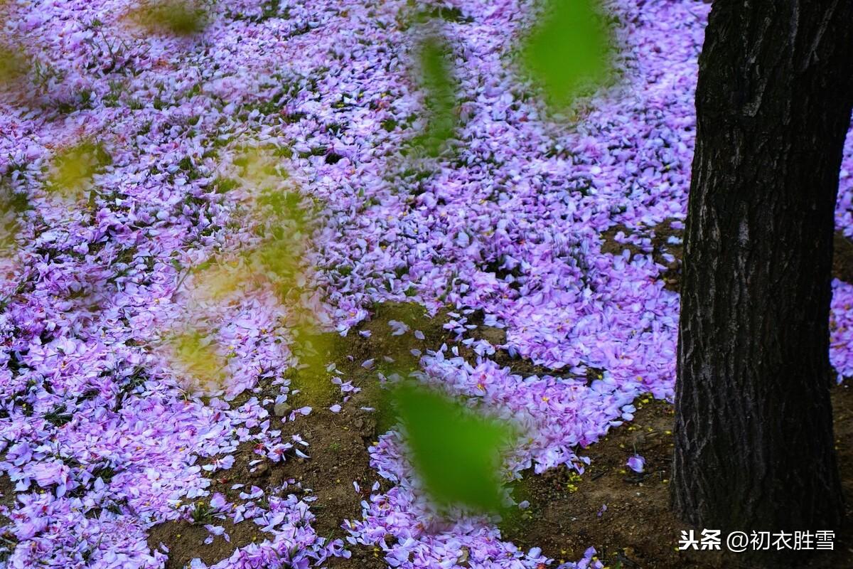 落梅唯美古诗大全（山树落梅花，行歌伴落梅）