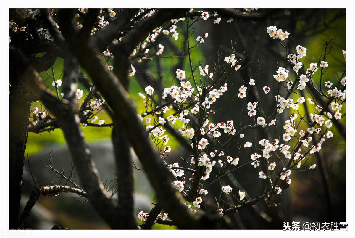 梅花相思6首经典诗词（相思一夜梅花发，相思忽到梅花树）