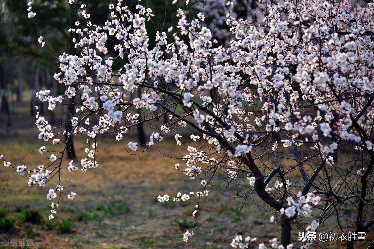 梅花相思6首经典诗词（相思一夜梅花发，相思忽到梅花树）