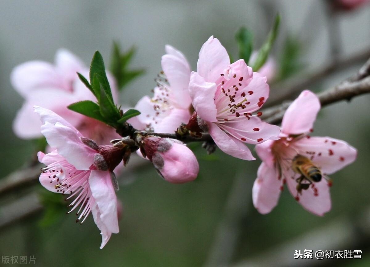 新年新春祝福诗词五首赏析（人心新岁月，春意旧乾坤）