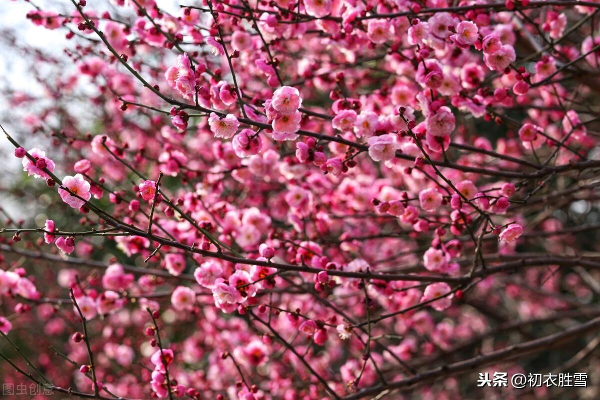 早春落梅花8则经典诗词（山花开满谷，林香动落梅）