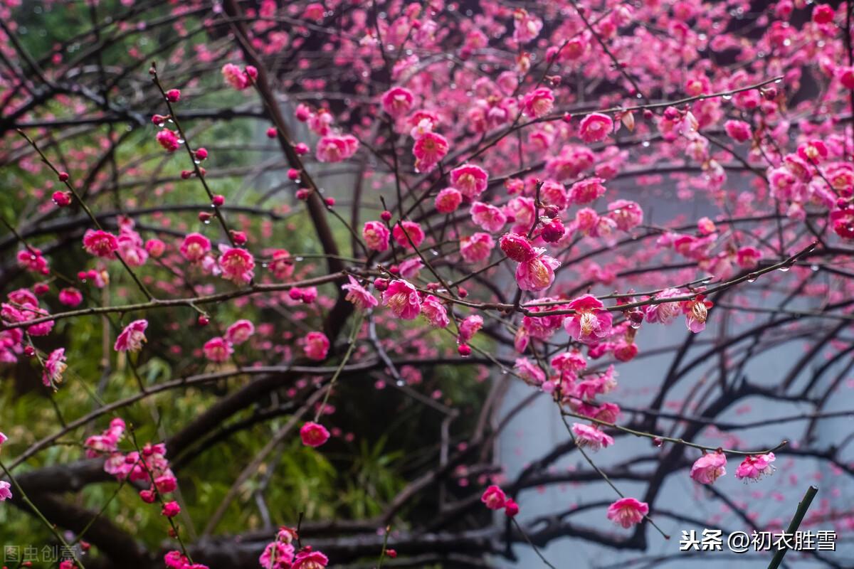 二十四节气雨水古诗三首（春雨细如丝，万物尽熙熙）