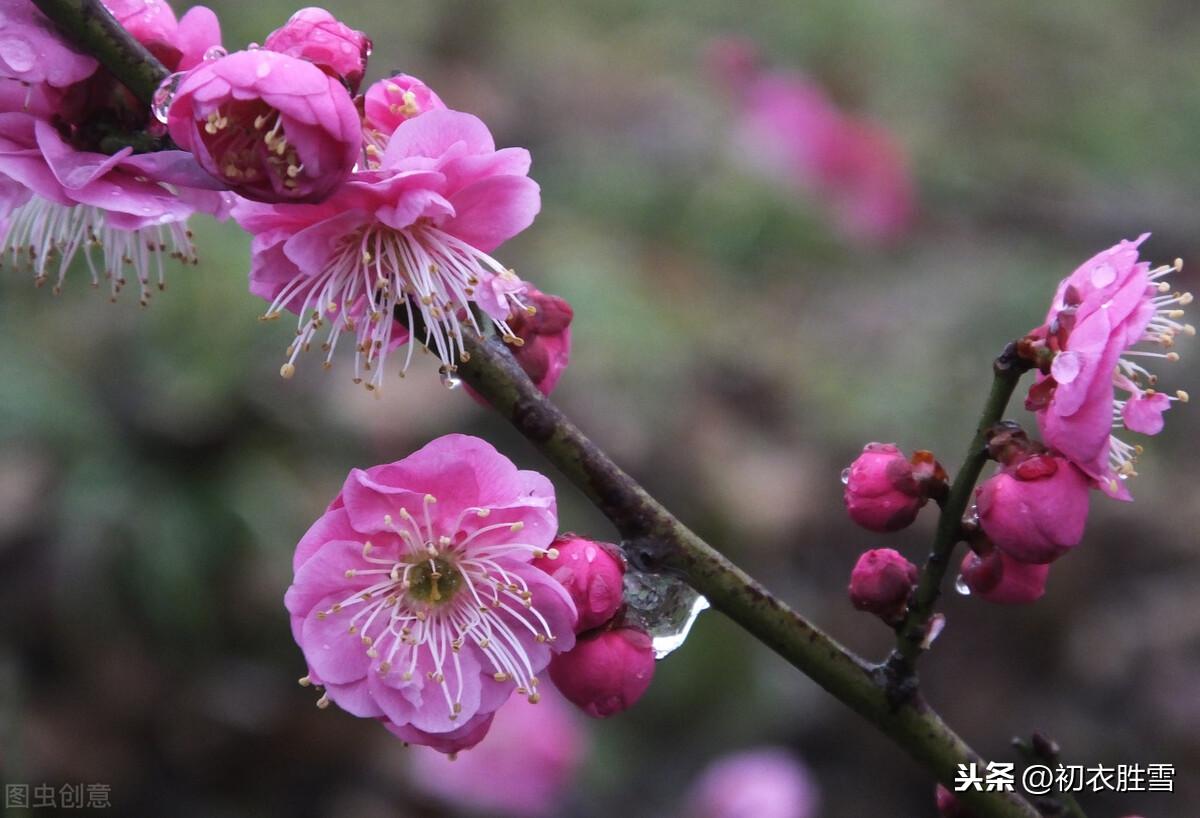 二十四节气雨水古诗三首（春雨细如丝，万物尽熙熙）