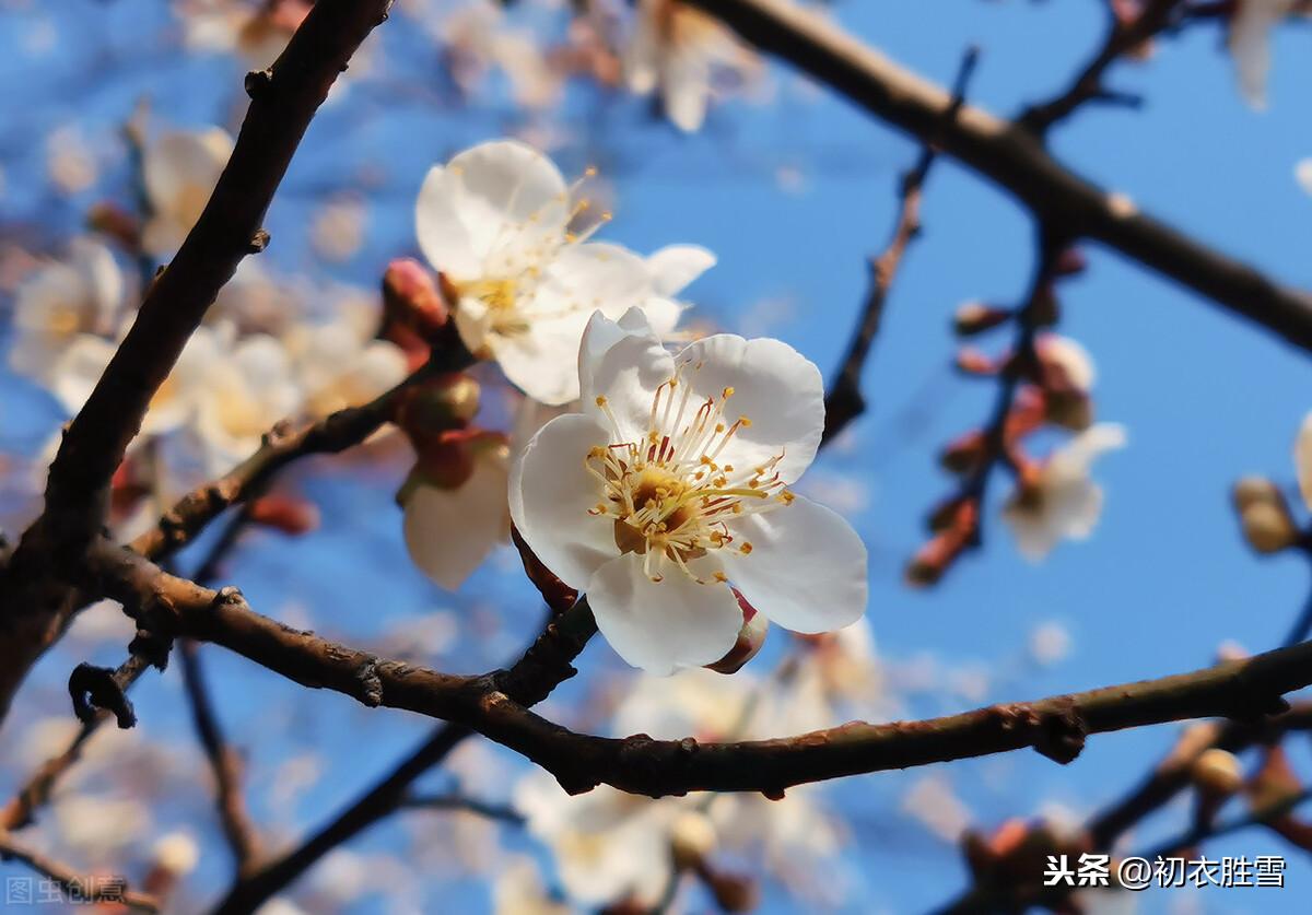 唐诗五言早春梅花五首（看花识梅早，乡思满南枝）