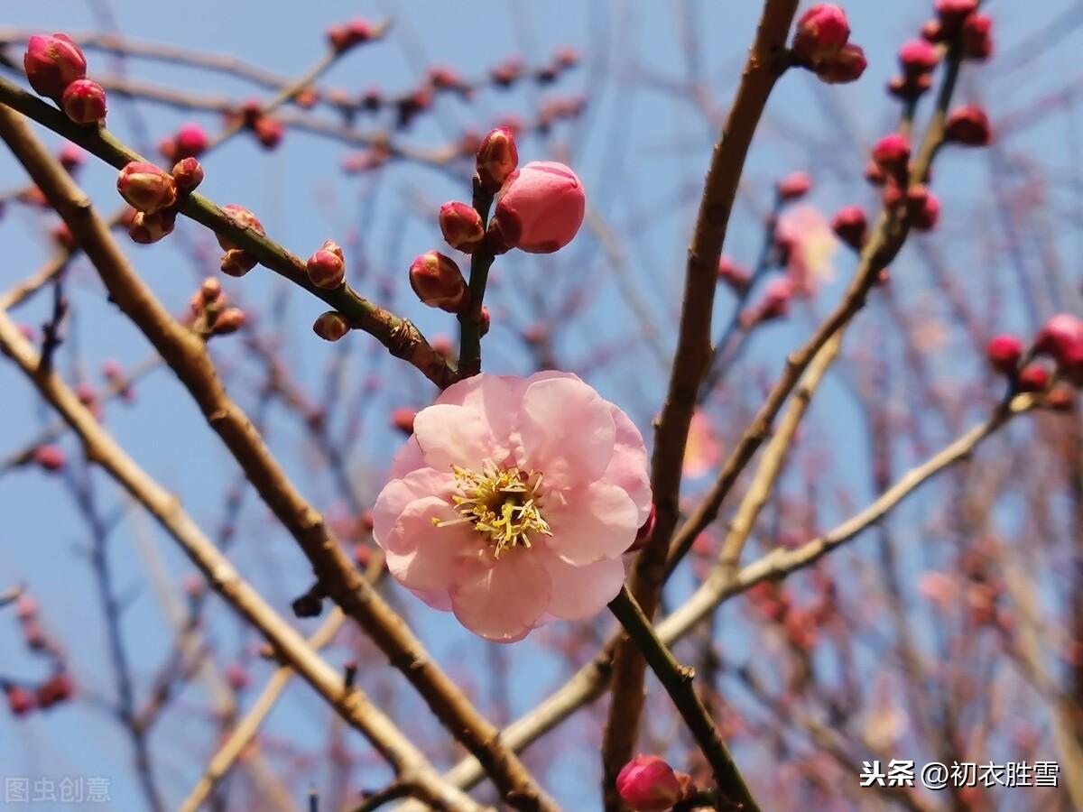 唐诗五言早春梅花五首（看花识梅早，乡思满南枝）