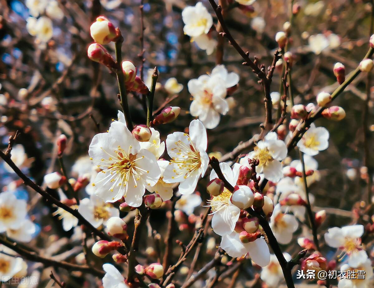 唐诗五言早春梅花五首（看花识梅早，乡思满南枝）