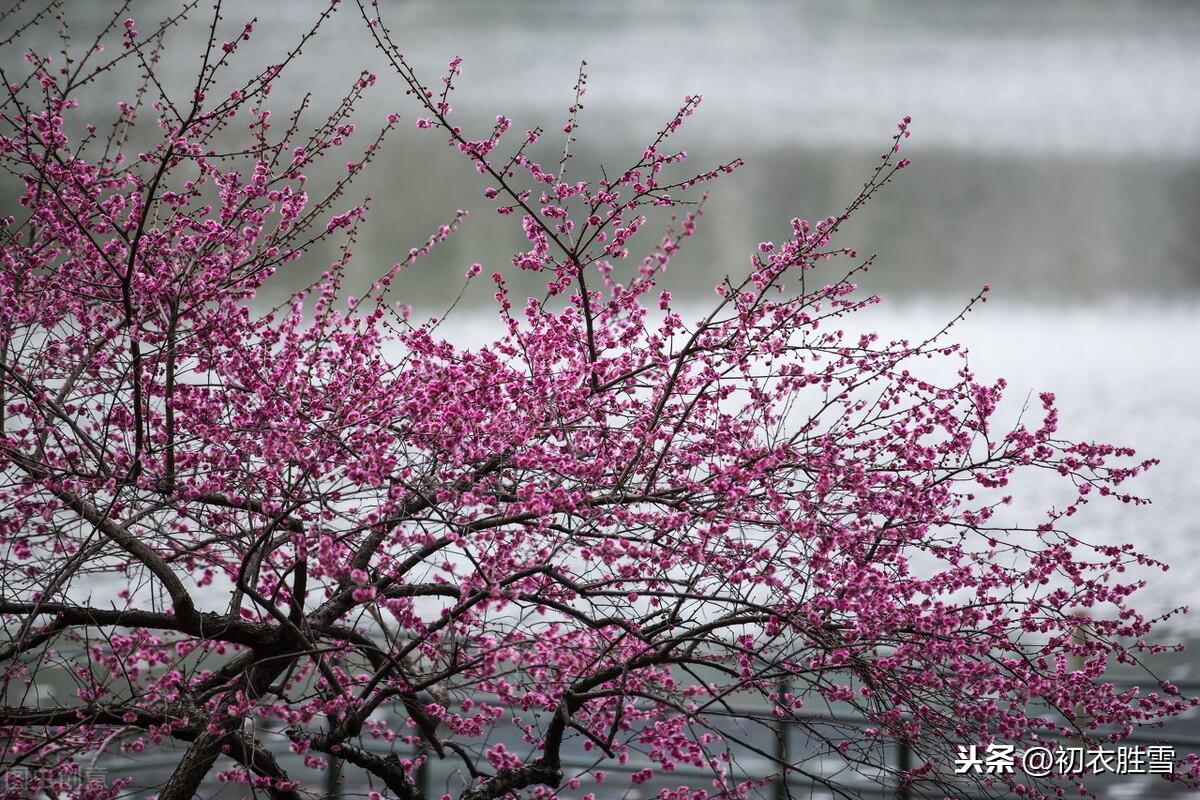 白居易早春四首古诗词鉴赏（池色溶溶蓝染水，花光焰焰火烧春）