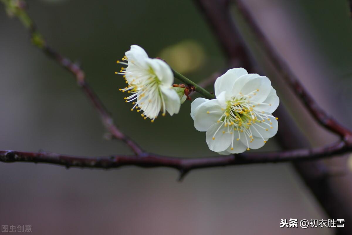 腊月花事梅花五首诗词名句（一枝梅破腊，万象渐回春）