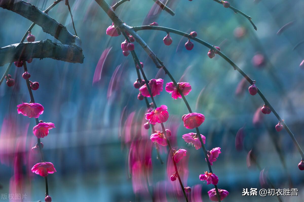 梅花唯美古诗大全（花信风之梅花四首古诗词）