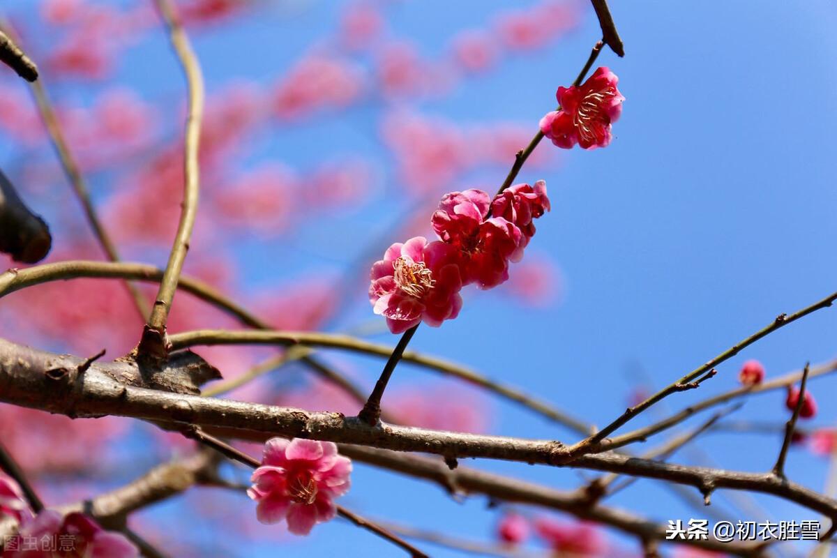 梅花唯美古诗大全（花信风之梅花四首古诗词）