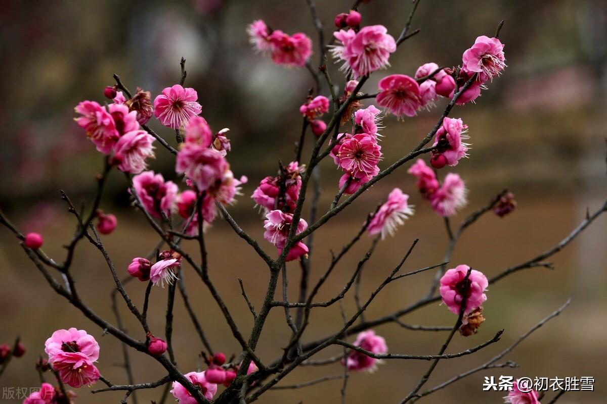 梅花唯美古诗大全（花信风之梅花四首古诗词）