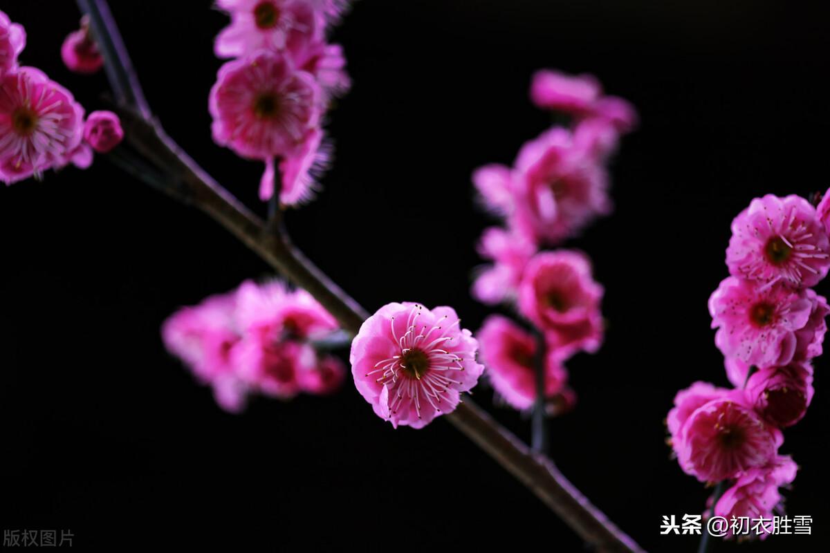 梅花唯美古诗大全（花信风之梅花四首古诗词）