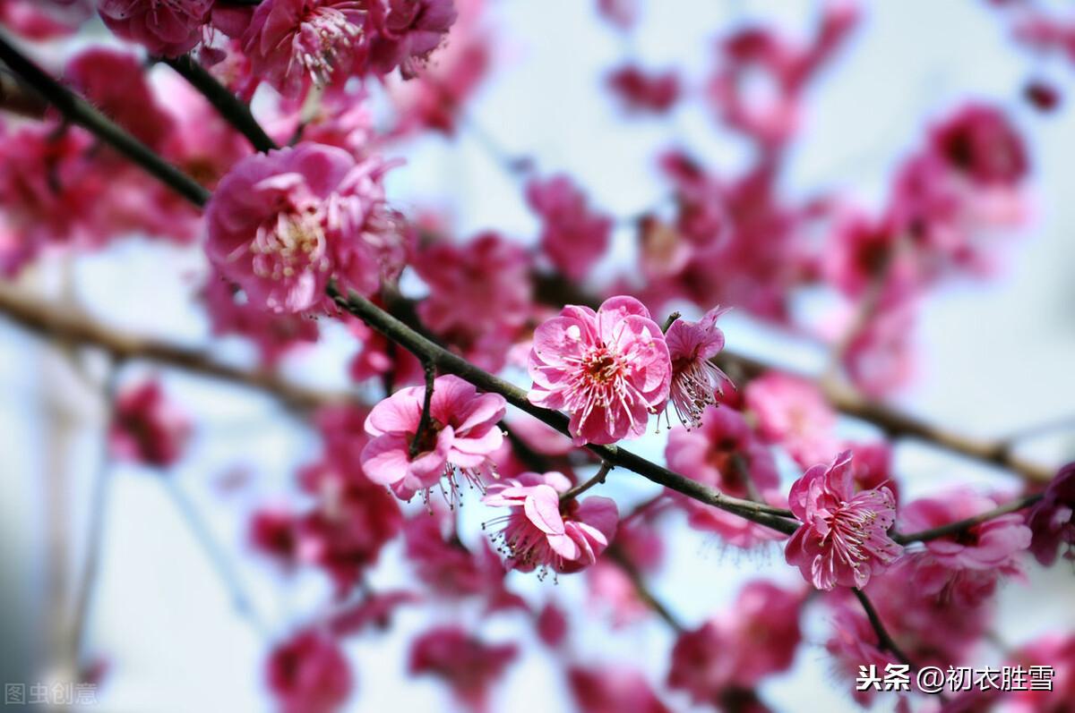 梅花唯美古诗大全（花信风之梅花四首古诗词）