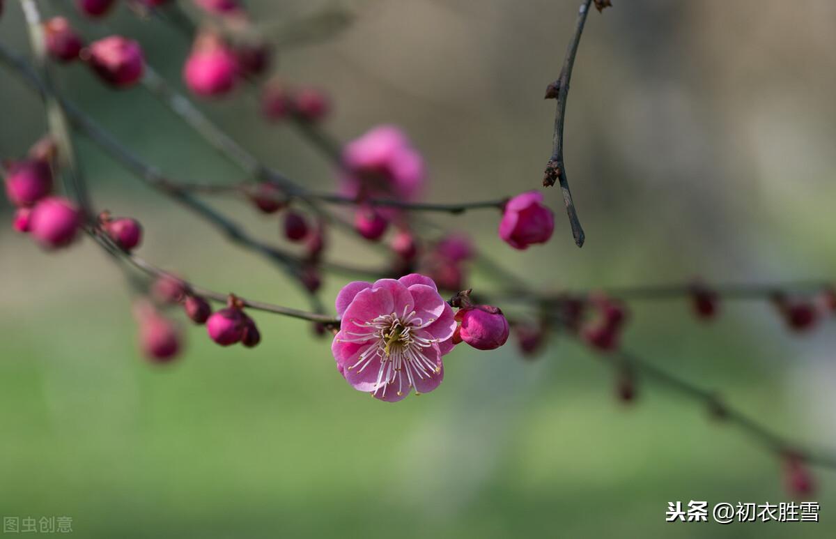 梅花腊雪唯美古诗（花信风从何处来，水边探得一枝开）