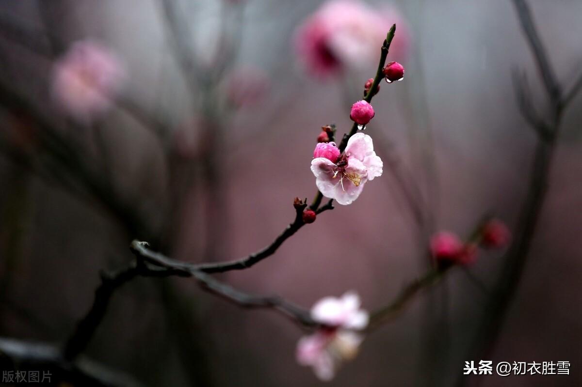 梅花腊雪唯美古诗（花信风从何处来，水边探得一枝开）